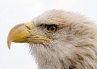 Eagle up close and personal